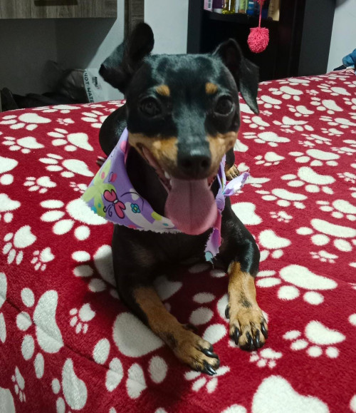 Milu