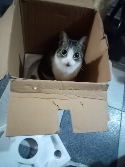 Luna