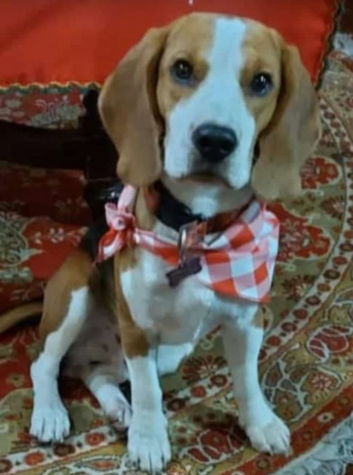 Woody