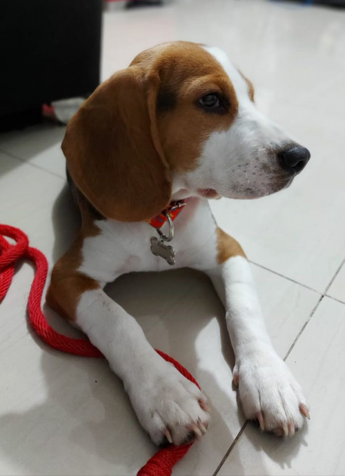 Woody