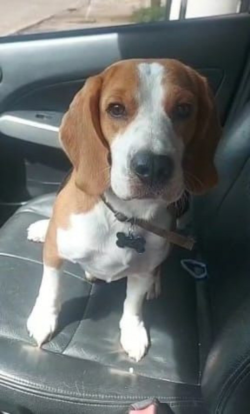 Woody