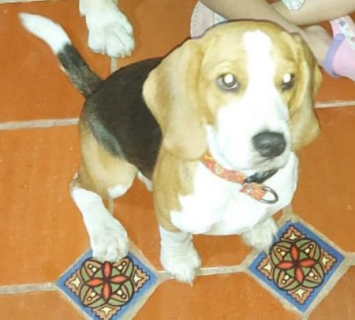 Woody