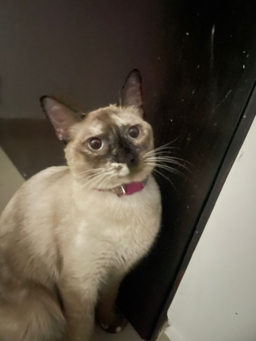 Nala