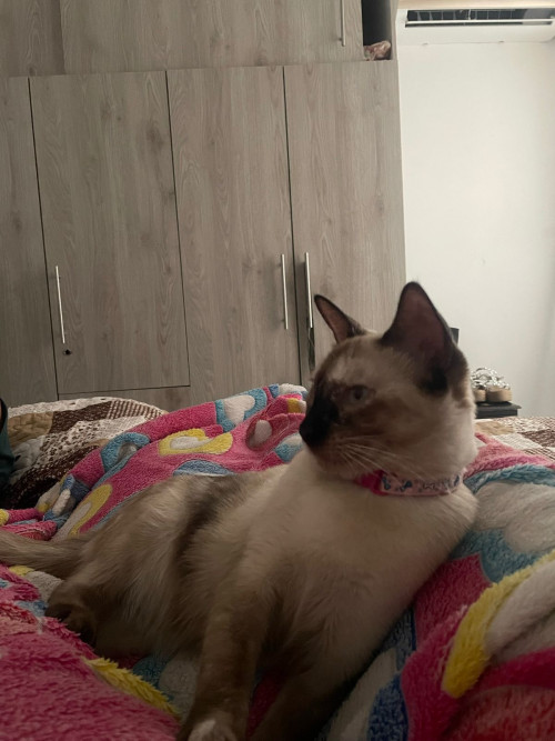 Nala