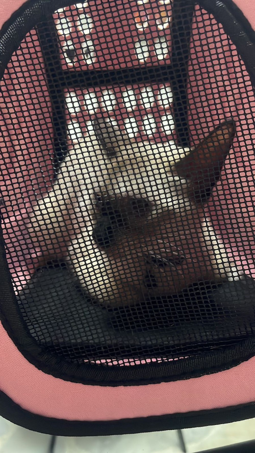 Nala