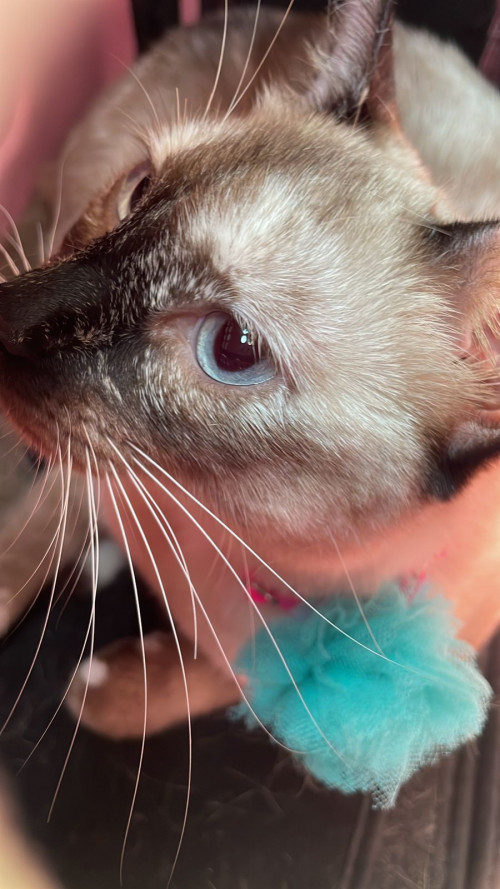 Nala
