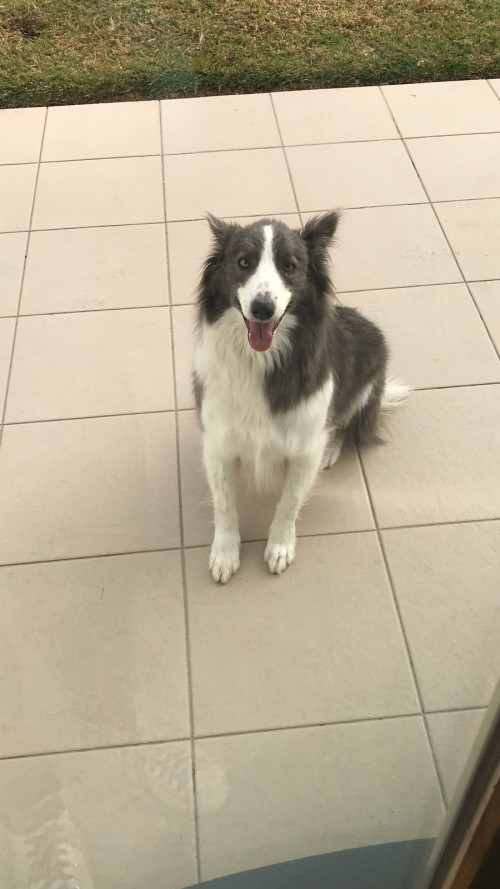 Volko