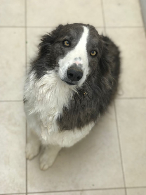 Volko