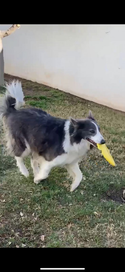 Volko