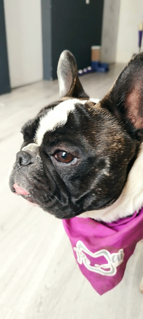 Bruno