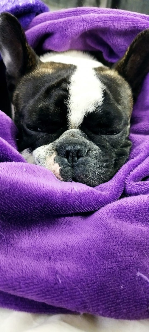 Bruno
