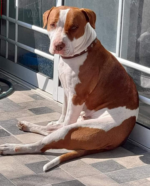 Deisy