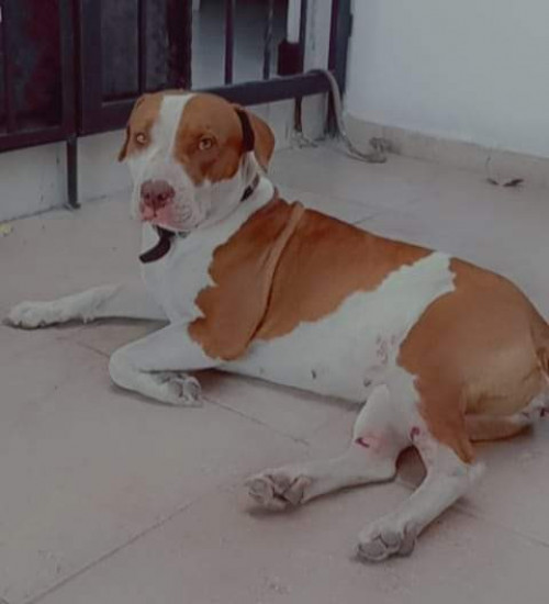 Deisy