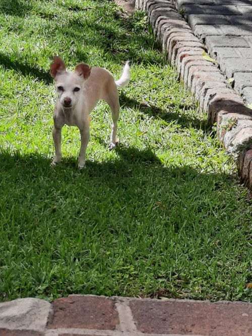Cloy