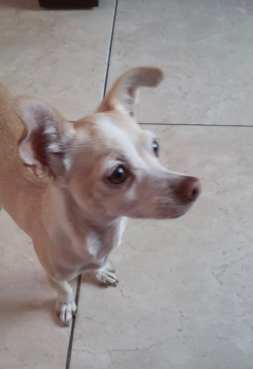 Cloy