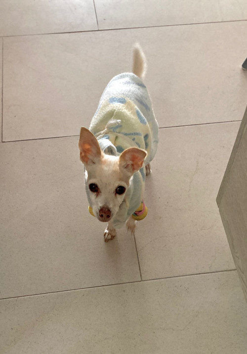 Cloy