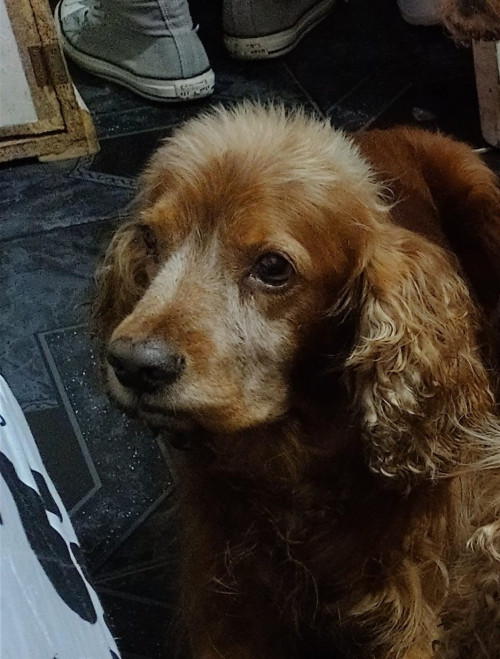 Rony