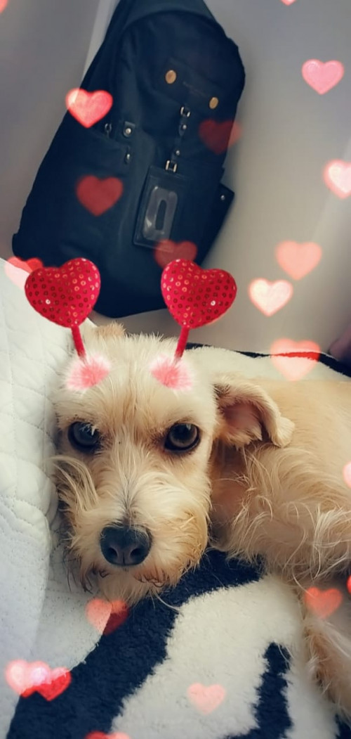 Milú