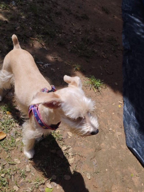 Milú