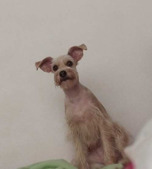 Milú