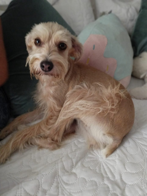 Milú