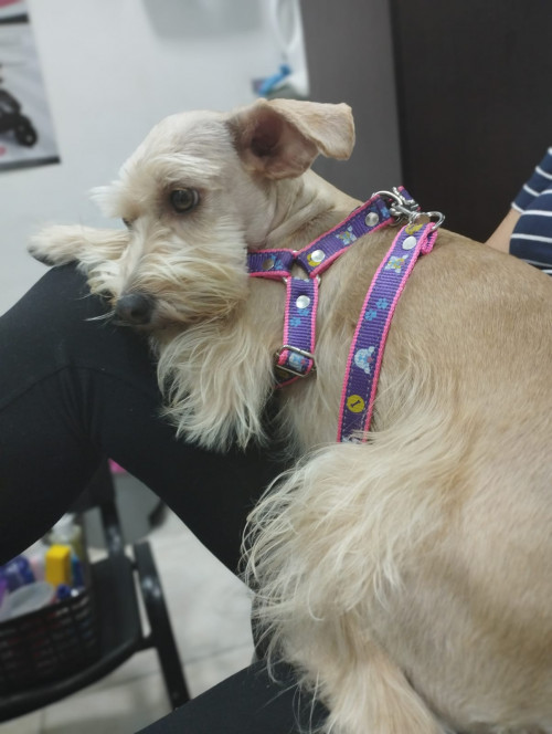 Milú
