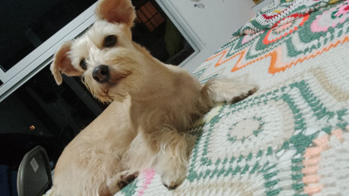 Milú