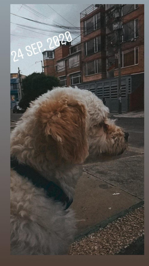 Toby