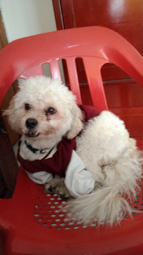 Toby