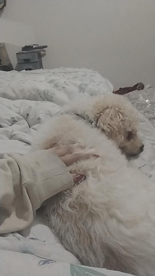 Toby