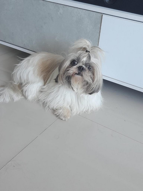 Toby Jose