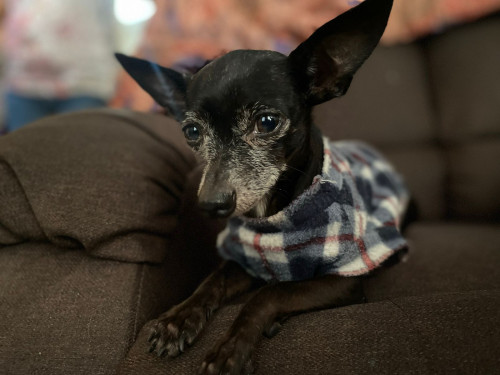 Tobi