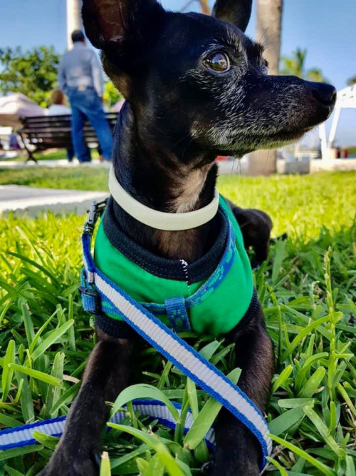 Tobi