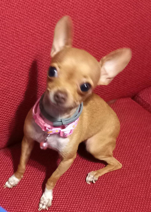 Minnie