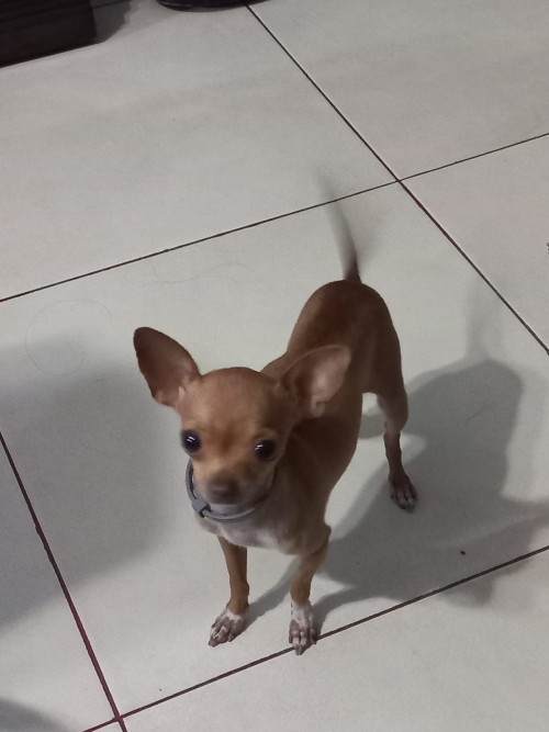 Minnie