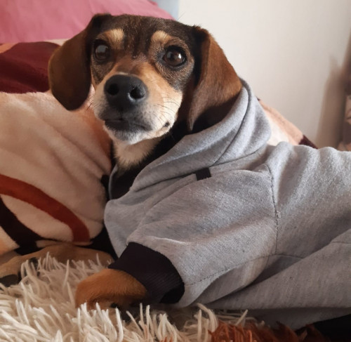 Perla