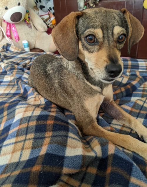 Perla