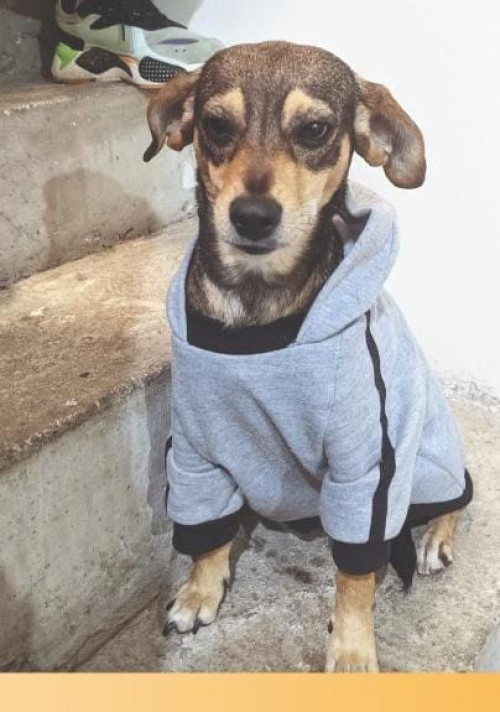 Perla