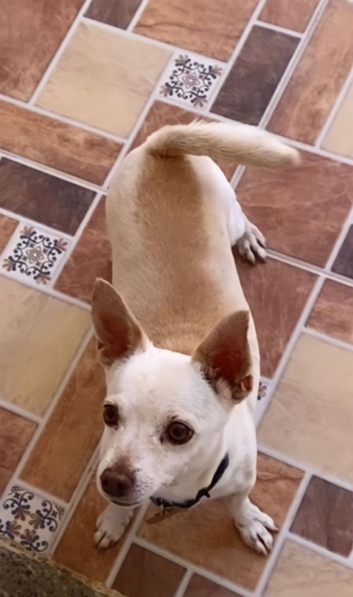 Pirulo