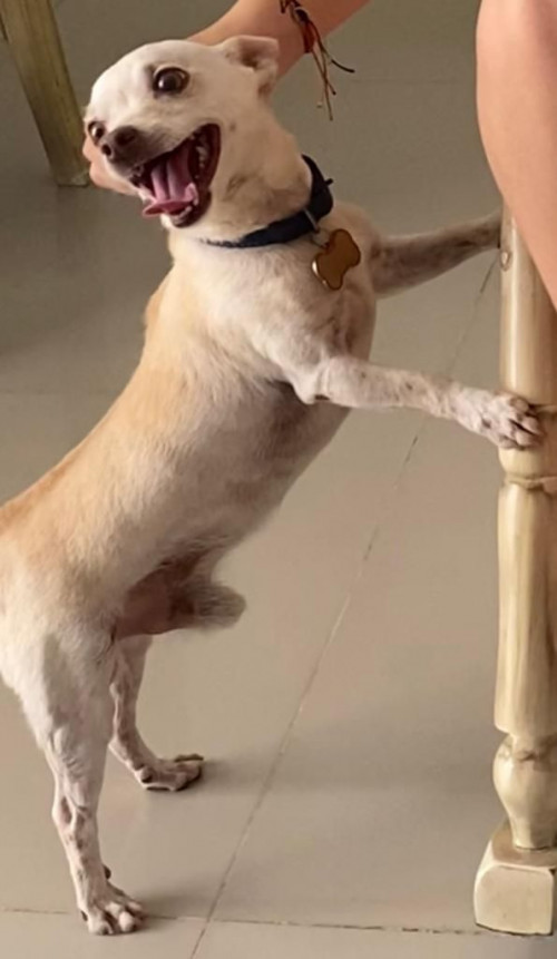 Pirulo