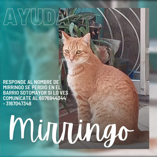 Felix Mirringo