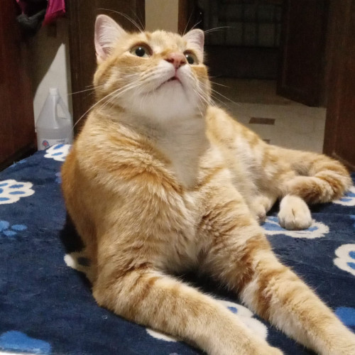 Felix Mirringo