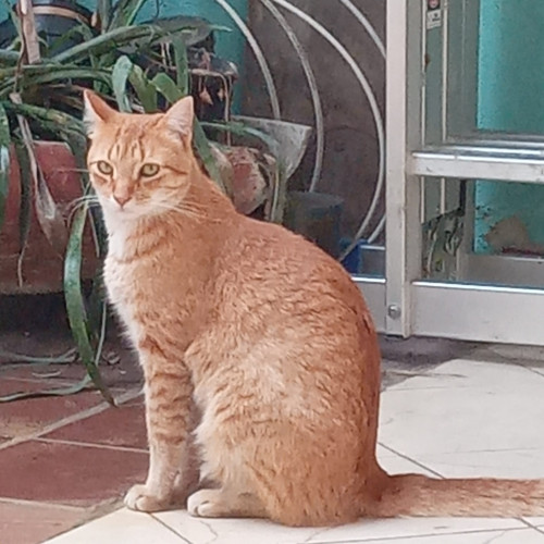 Felix Mirringo