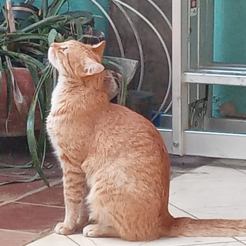 Felix Mirringo