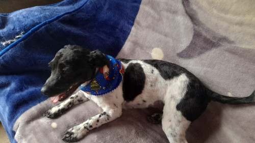 Balu