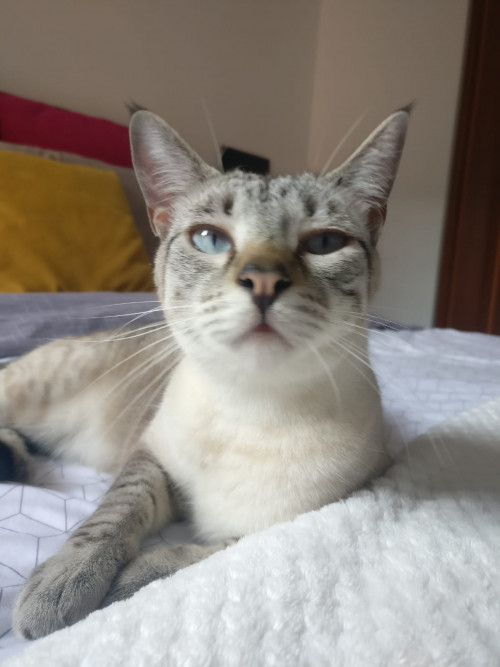 Mia