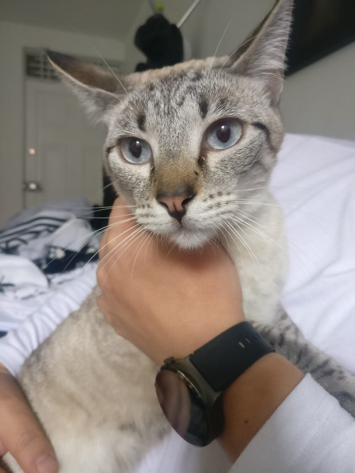 Mia