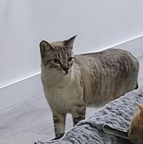Mia