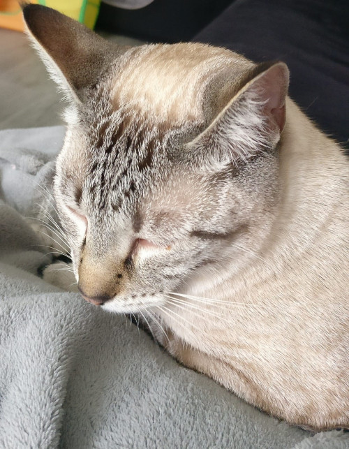 Mia