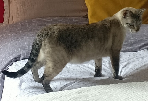 Mia